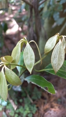 Neolitsea sericea