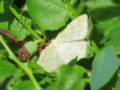 Scopula ternata