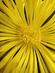 Faucaria