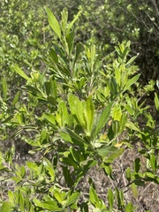 Baccharis conferta