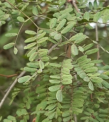 Libidibia paraguariensis