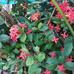 Ixora