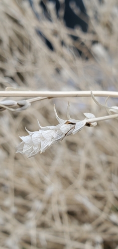 Corispermum hookeri var. pseudodeclinatum