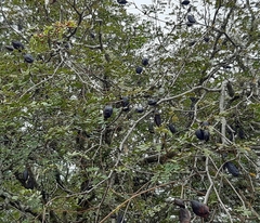 Libidibia paraguariensis