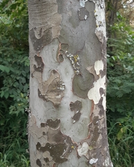 Libidibia paraguariensis