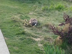 Branta canadensis