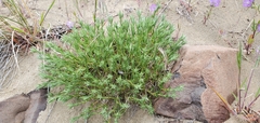 Eremogone franklinii