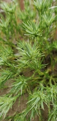 Eremogone franklinii