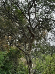 Libidibia paraguariensis