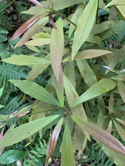 Machilus zuihoensis