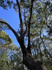 Eucalyptus punctata