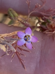 Gilia clivorum