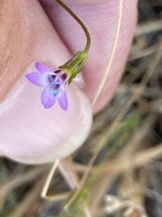 Gilia clivorum