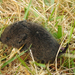 Creeping Vole - Photo (c) Patricia Teague, some rights reserved (CC BY-NC), uploaded by Patricia Teague