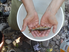 Catostomus bernardini