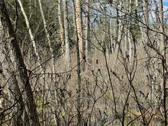 Montinia caryophyllacea