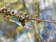 Montinia caryophyllacea