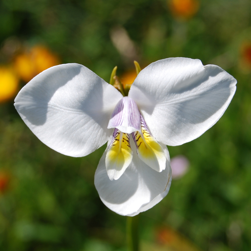 Diplarrena
