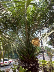 Arecaceae