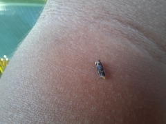 Homalodisca ichthyocephala