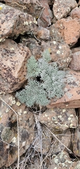 Lomatium tuberosum