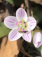 Claytonia caroliniana