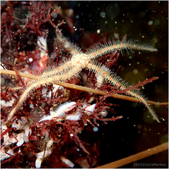 Ophiothrix spiculata