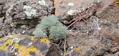 Lomatium tuberosum