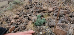 Lomatium tuberosum
