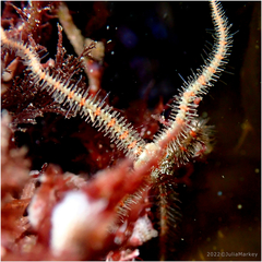 Ophiothrix spiculata