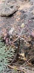 Lomatium tuberosum
