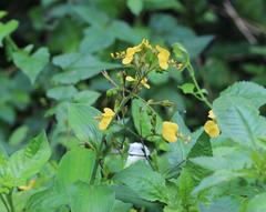 Aneilema aequinoctiale