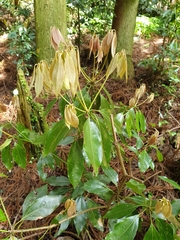 Neolitsea sericea