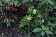 Dalechampia capensis