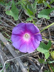 Ipomoea decasperma
