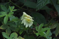 Dalechampia capensis
