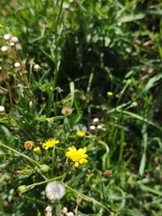 Senecio inaequidens