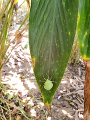 Chlorocoris distinctus