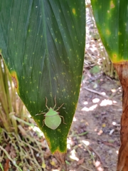 Chlorocoris distinctus