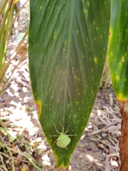 Chlorocoris distinctus