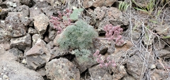 Lomatium tuberosum