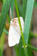 Lychnosea intermicata