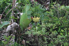 Cussonia thyrsiflora
