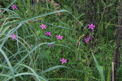 Chironia palustris palustris