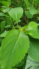 Hydrangea serrata