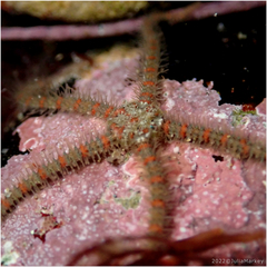 Ophiothrix spiculata