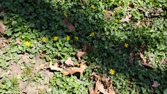 Ficaria verna