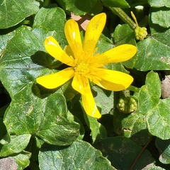 Ficaria verna