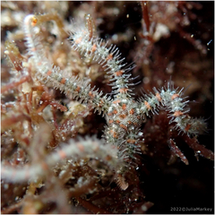 Ophiothrix spiculata