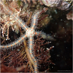 Ophiothrix spiculata